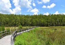 Enjoy sunset strolls, night tours, half-price admission for Florida residents, and a community free day in September. Photo courtesy of Audubon’s Corkscrew Swamp Sanctuary