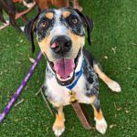 Winter is available for adoption at the Main Shelter. Photo courtesy of Patty Baker Humane Society Naples