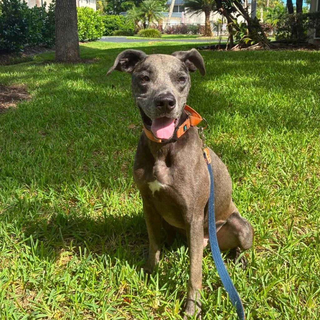 Chief is one of the shelter's longest residents and is currently staying in a foster home. He is eligible for a reduced adoption fee during the Empty the Shelters event