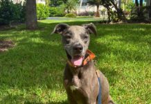 Chief is one of the shelter's longest residents and is currently staying in a foster home. He is eligible for a reduced adoption fee during the Empty the Shelters event