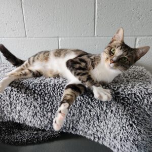 Meet Jackson at the main shelter