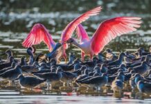 Southwest Florida Transforms Into a Birding Haven This Month Roseate spoonbills are a species visitors can view at J.N. “Ding” Darling National Wildlife Refuge in Sanibel, which hosts Constitution Day September 17, offering free admission to its famed Wildlife Drive. Photo by Frank Brinker