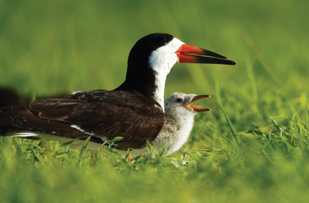 A black skimmer stays in proximity to its fluffy chick. Photo by Rick Weber