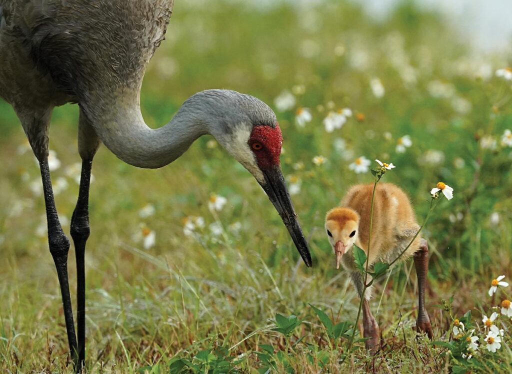 A female sandhill crane keeps a close eye on its offspring. Photo by Rick Weber