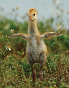 A fuzzy sandhill crane colt explores in the grass. Photo by Rick Weber