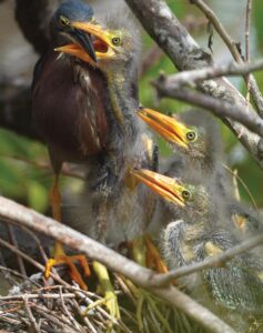 A green heron chick signals its hunger to mom as its siblings look on. Photo by Rick Weber