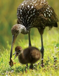 A limpkin feeds its chick. Photo by Rick Weber