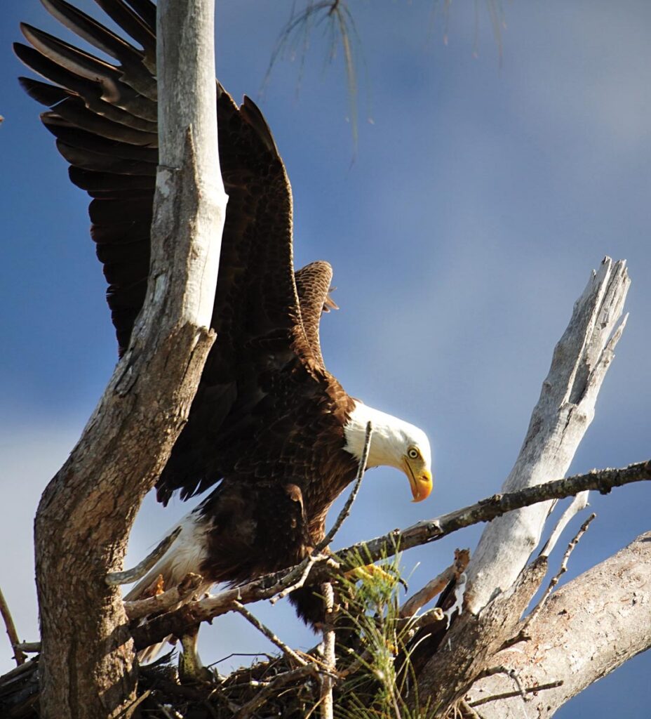 A majestic bald eagle finds its way to a treetop. Photo by Rick Weber