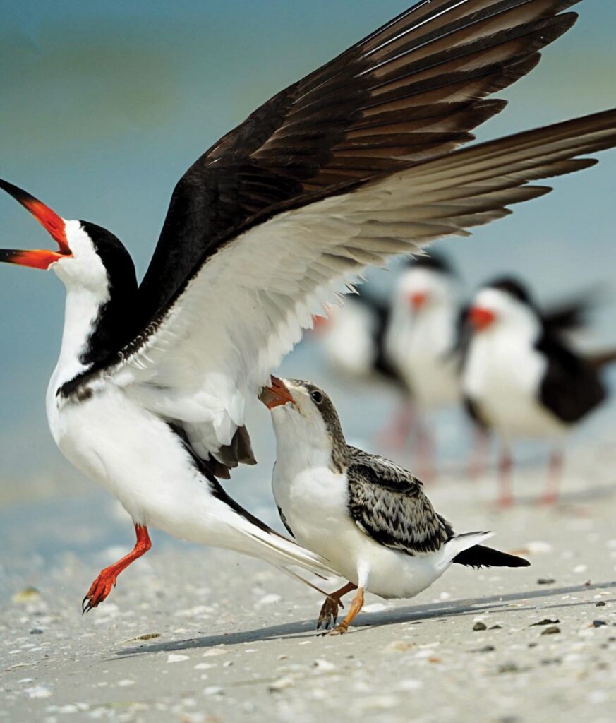 A pair of black skimmers on a shell-filled beach. Photo by Rick Weber