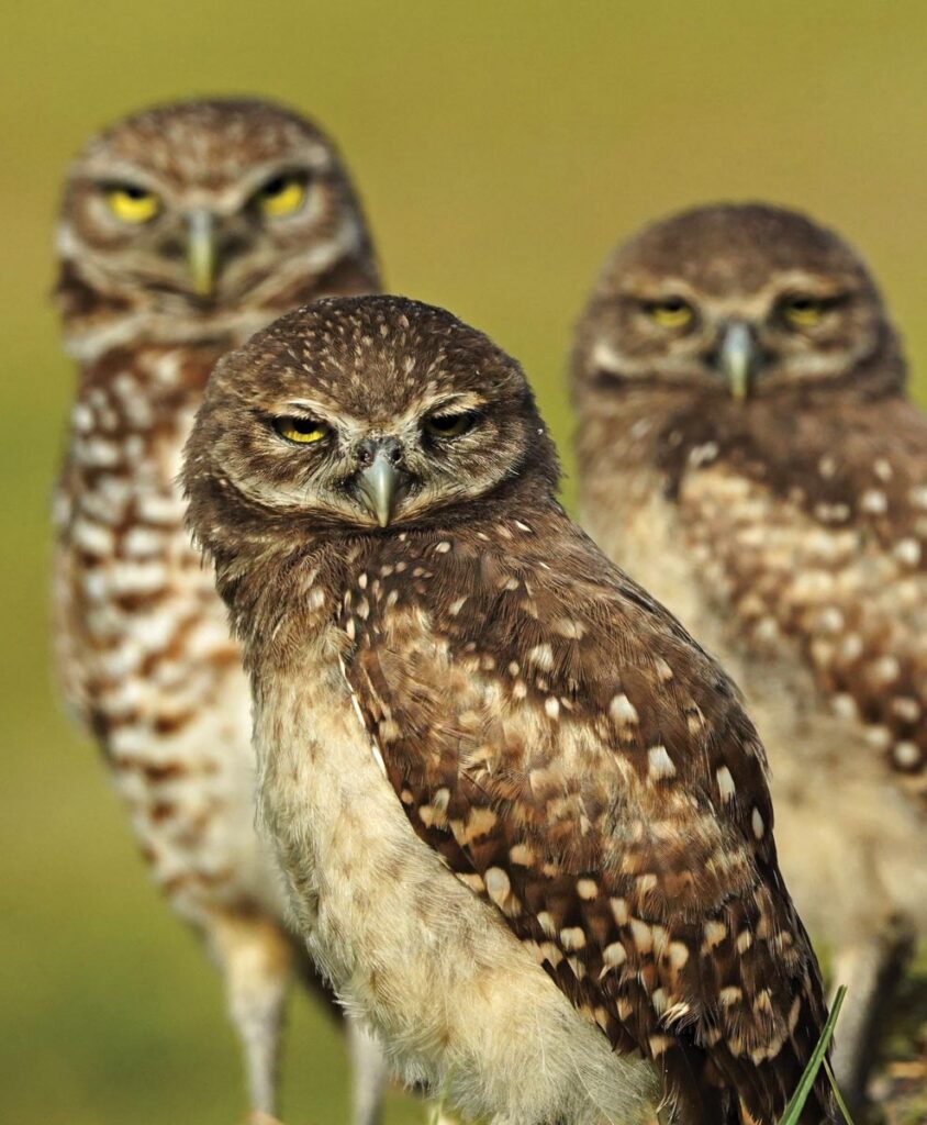 A trio of burrowing owls stare in unison. Photo by Rick Weber
