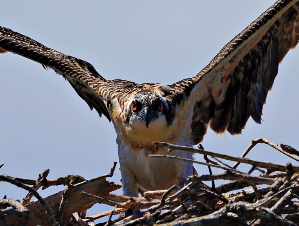 An osprey fledgling spreads its wings. Photo by Rick Weber