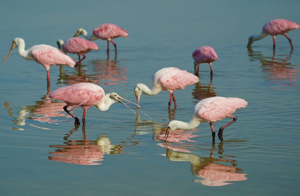 Several roseate spoonbills gather in search of a meal. Photo by Rick Weber